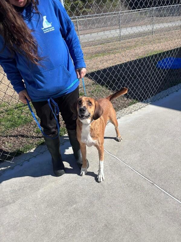 Enlarge Travis, a Adoptable Redbone Coonhound in Burgaw, NC image 6/6