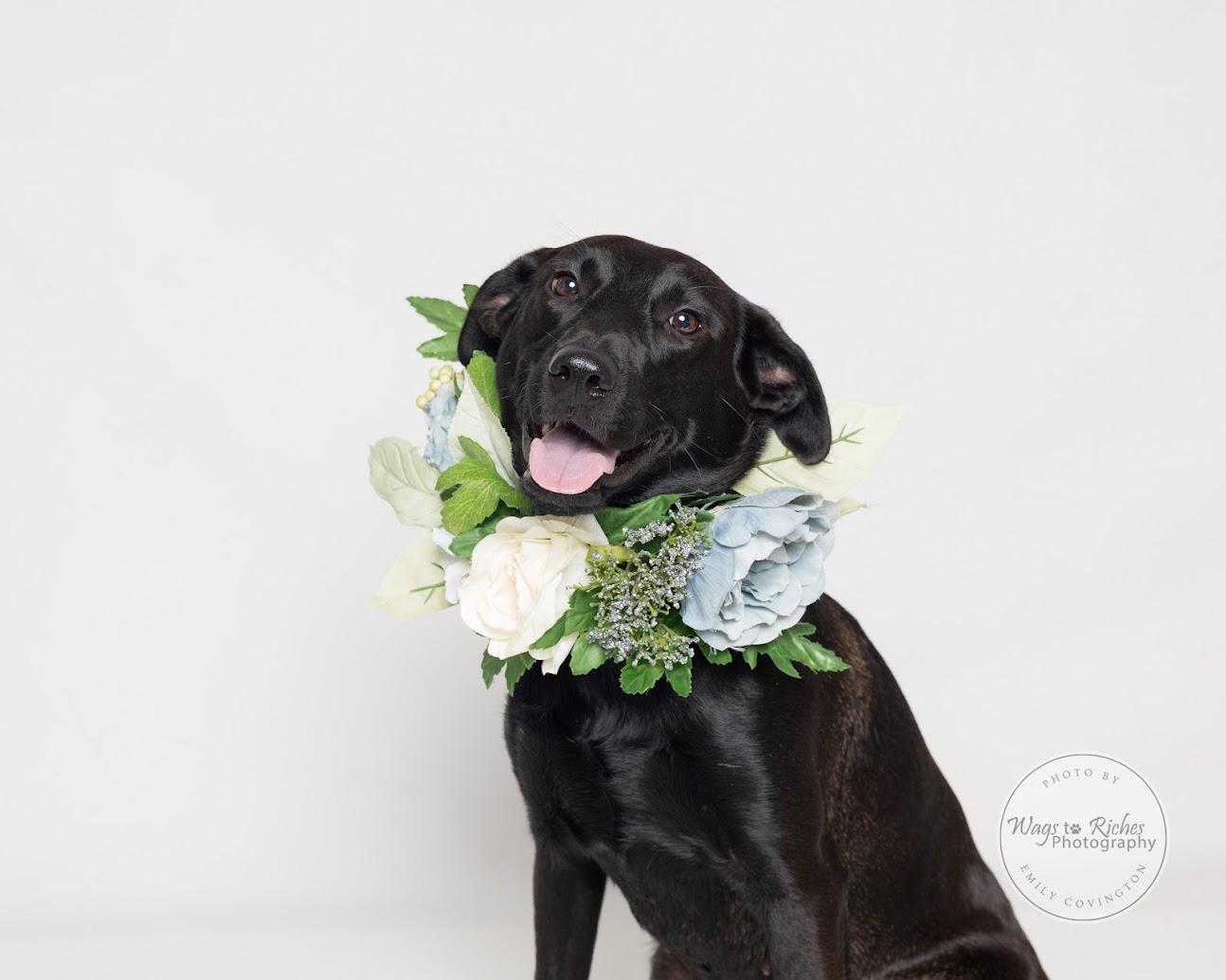 Enlarge Suzie - Adopted, a Adopted mixed breed in Warwick, RI image 5/6