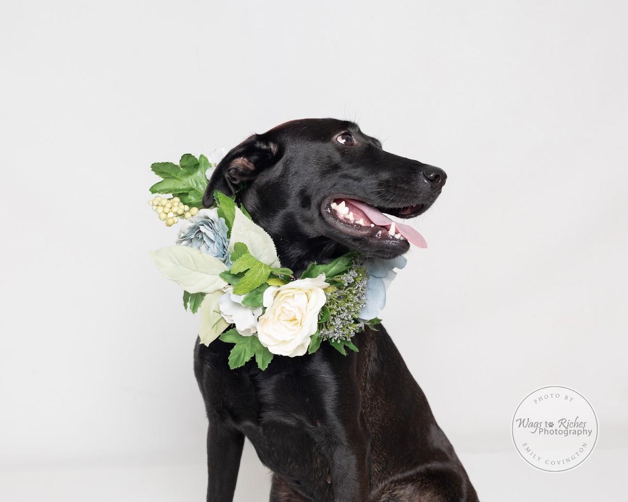 Enlarge Suzie - Adopted, a Adopted mixed breed in Warwick, RI image 6/6