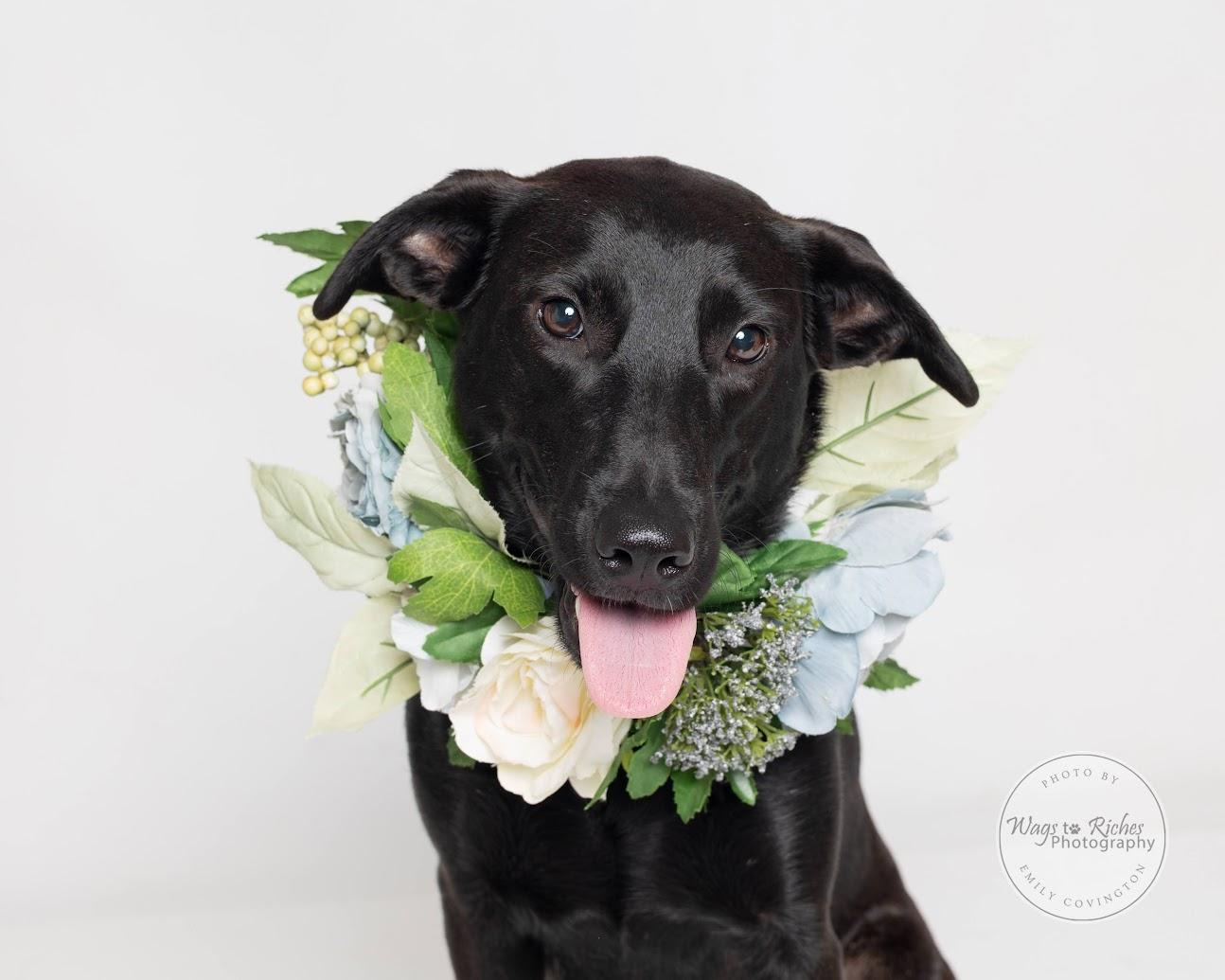 Enlarge Suzie - Adopted, a Adopted mixed breed in Warwick, RI image 3/6