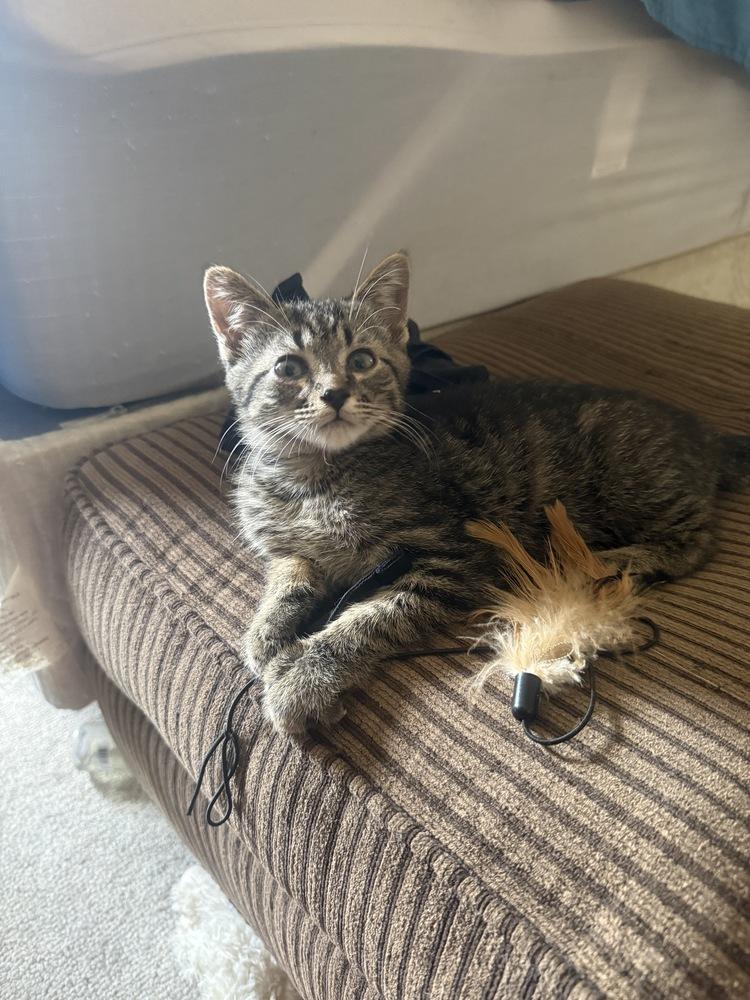 Lucius, Adoptable, Kitten Male Tabby.
