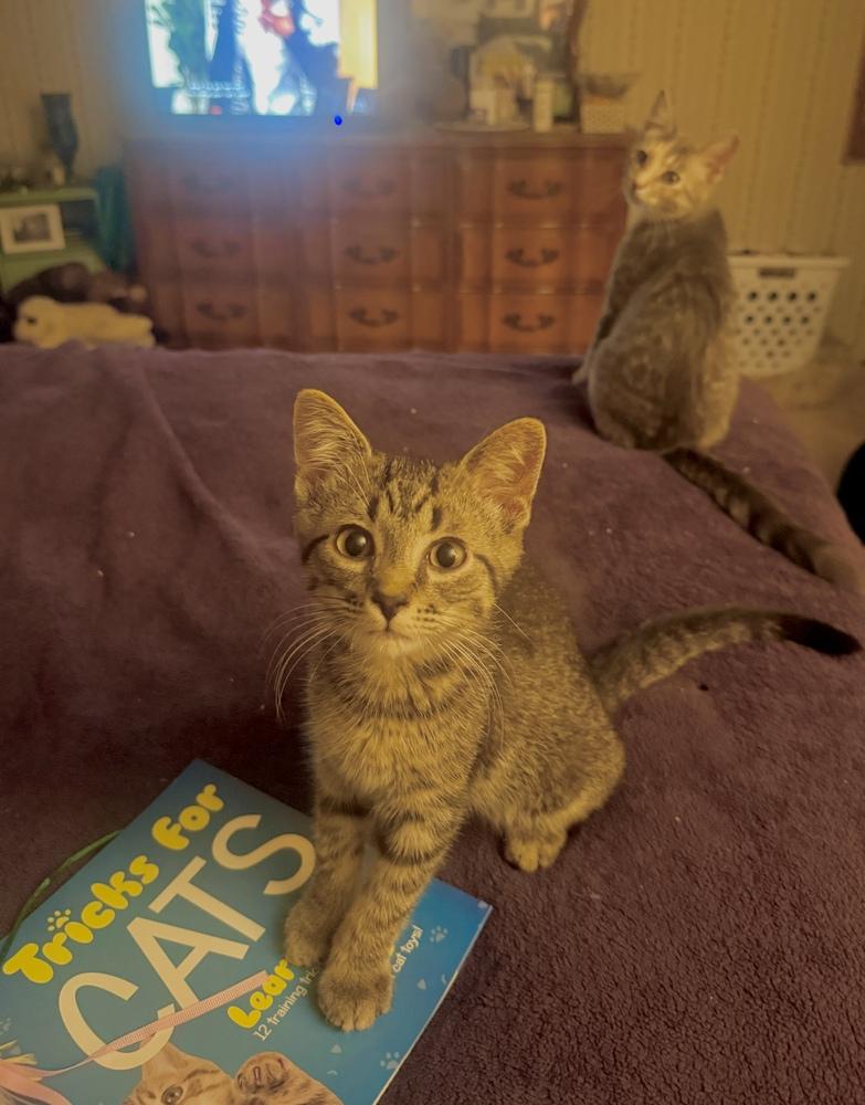Enlarge Lucius, a Adoptable Tabby in Plymouth, MI image 2/6