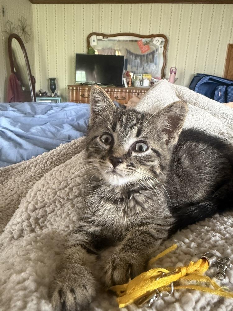 Enlarge Lucius, a Adoptable Tabby in Plymouth, MI image 3/6