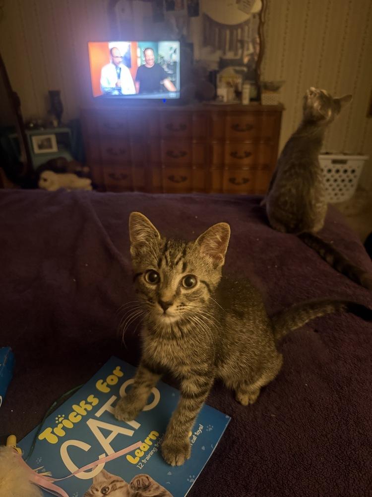 Enlarge Lucius, a Adoptable Tabby in Plymouth, MI image 6/6