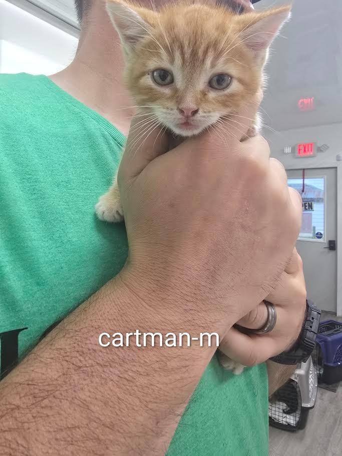 Enlarge Cartman, a Adoptable mixed breed in Glenfield, NY image 2/2