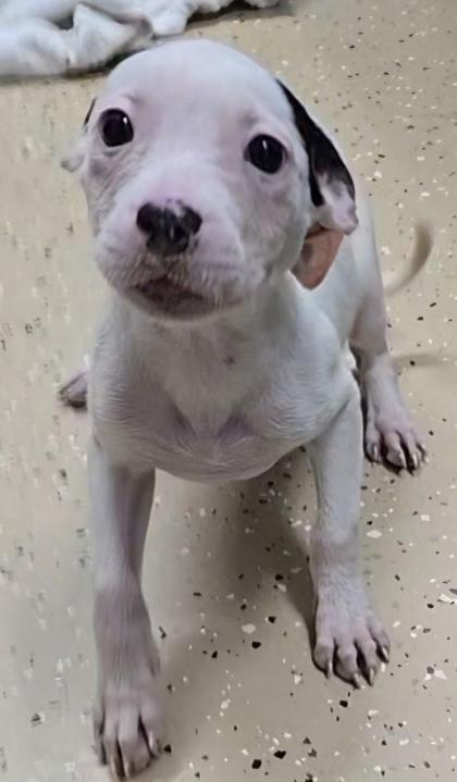 Willow, an adopted mixed breed in Bishop, GA image 2/2