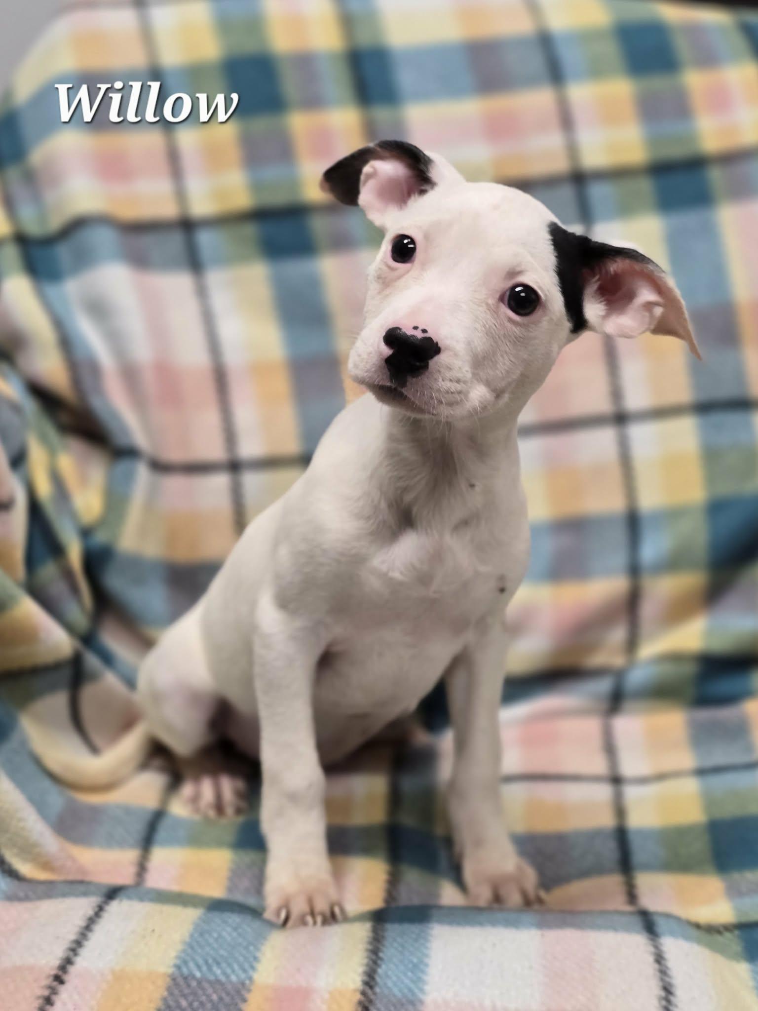 Willow, adopted, Puppy Female Pit Bull Terrier.