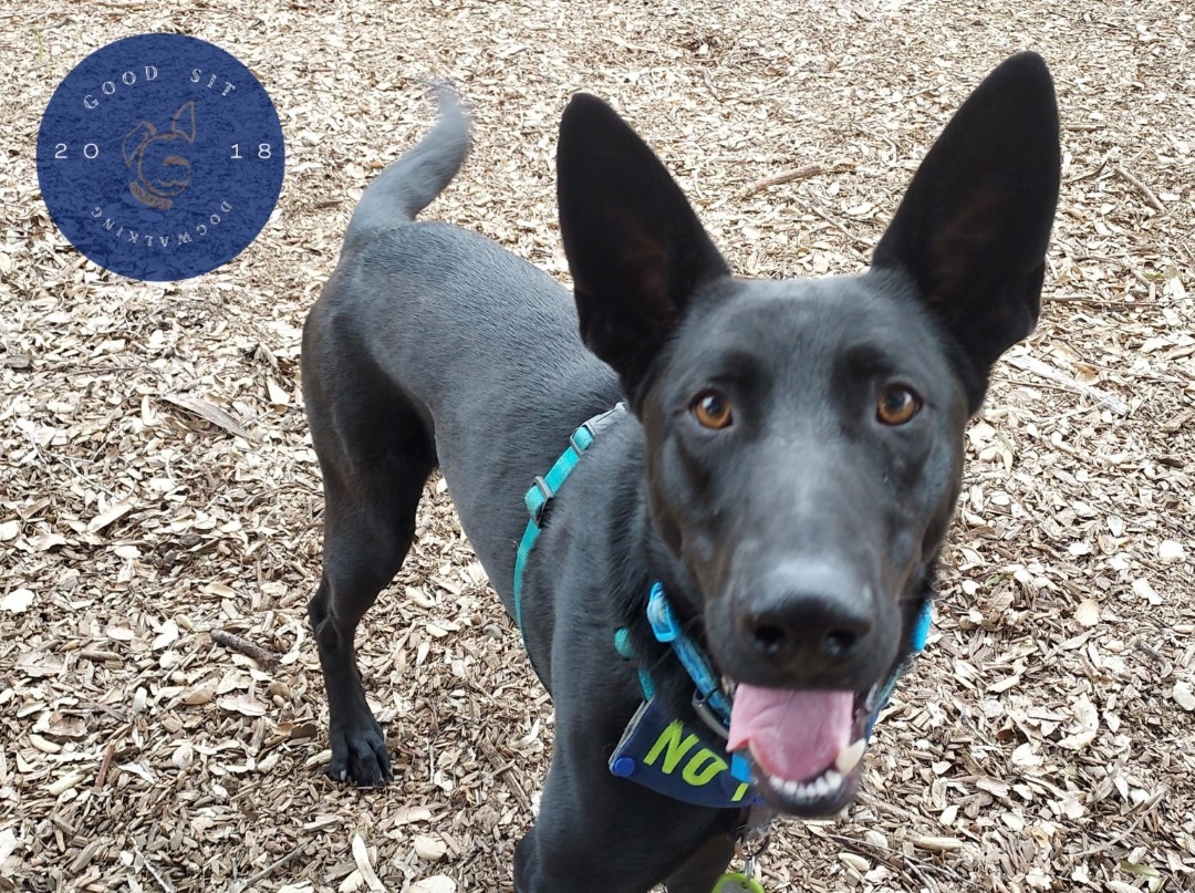 Enlarge Ranger, a Adoptable mixed breed in San Jose, CA image 1/6