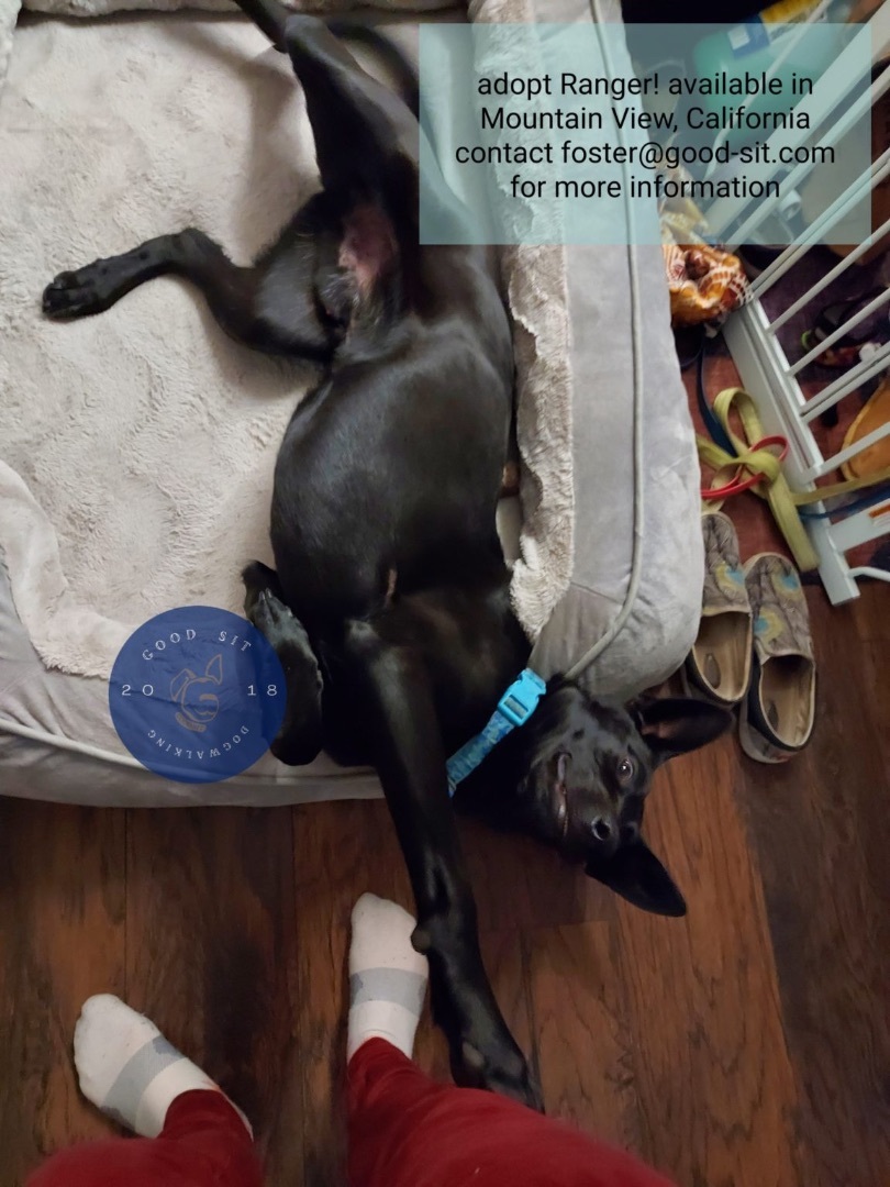 Enlarge Ranger, a Adoptable mixed breed in San Jose, CA image 2/6