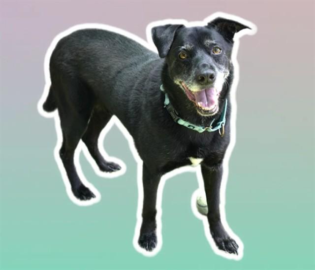 WENDELL, Adoptable, Adult Male Labrador Retriever & Mixed Breed.