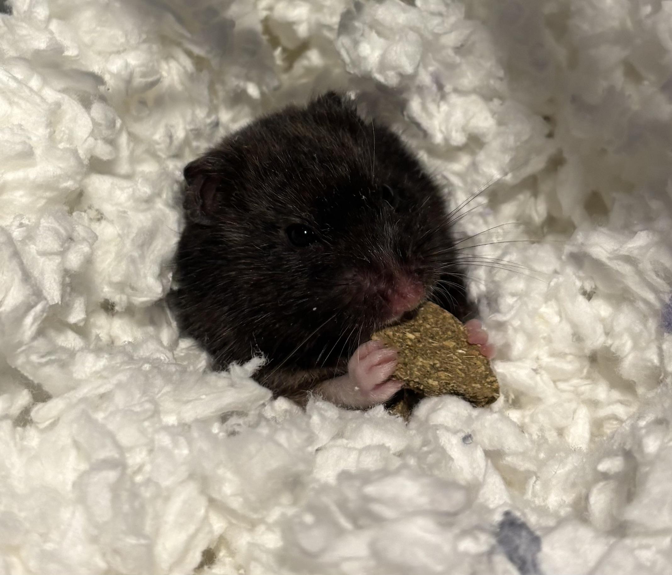 Raven, Adoptable, Young Female Hamster.
