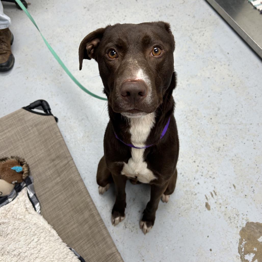 Bosco, Adoptable, Adult Male Labrador Retriever.