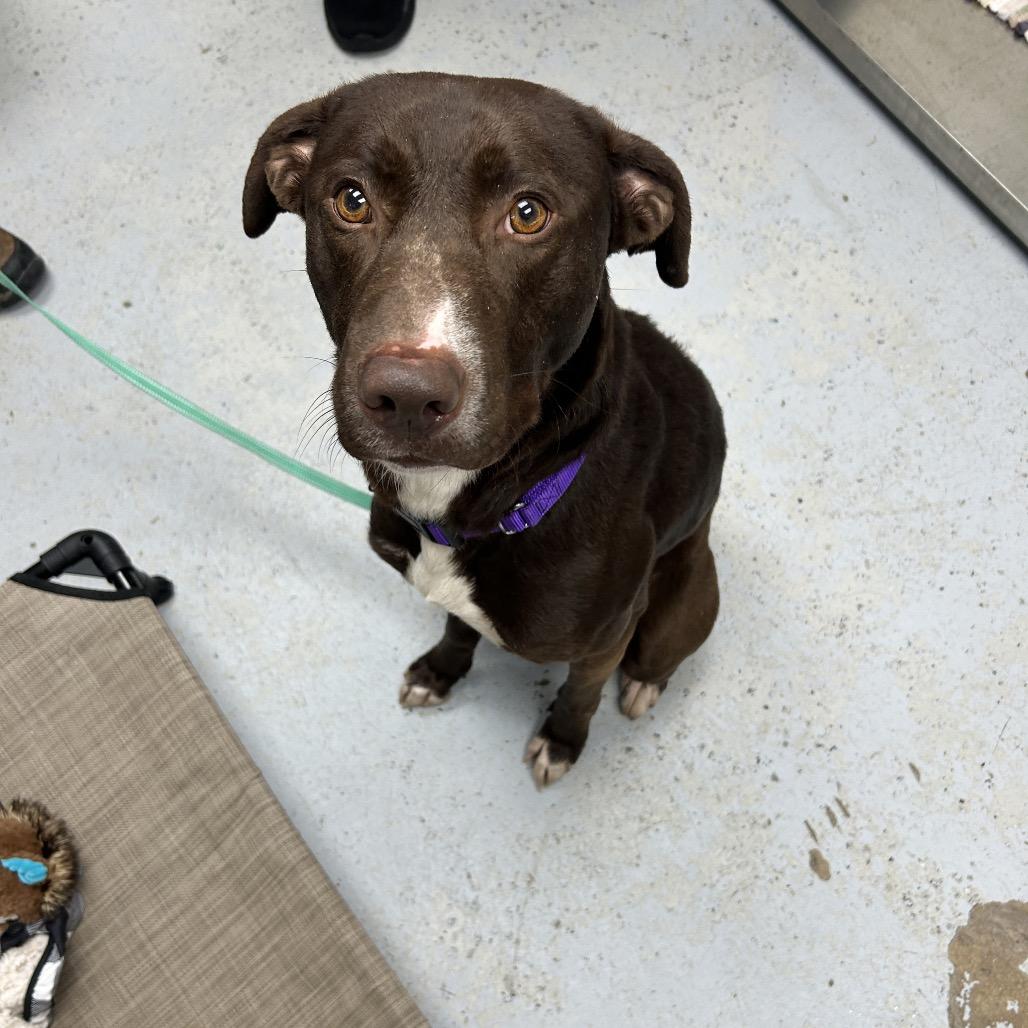 Enlarge Bosco, a Adoptable Labrador Retriever in Uniontown, PA image 2/2