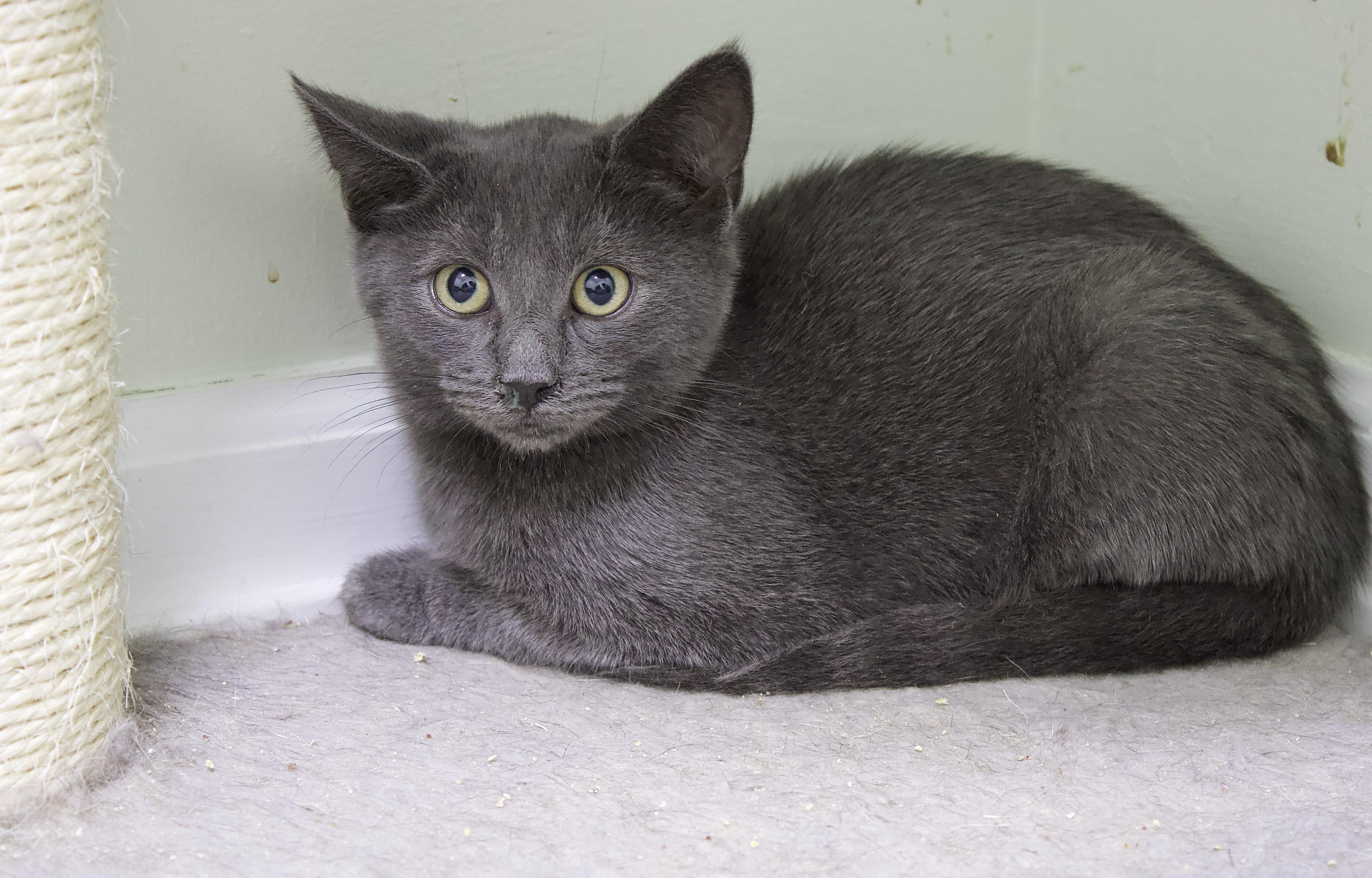 Bono, Adoptable, Young Male Domestic Short Hair.