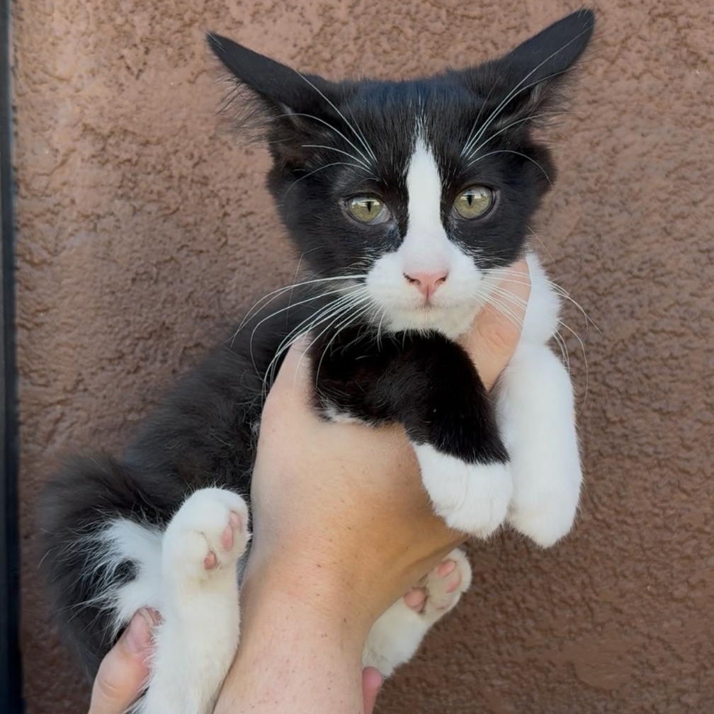 BETTY & OTTO, a Adoptable Domestic Medium Hair in Ontario, CA image 3/6