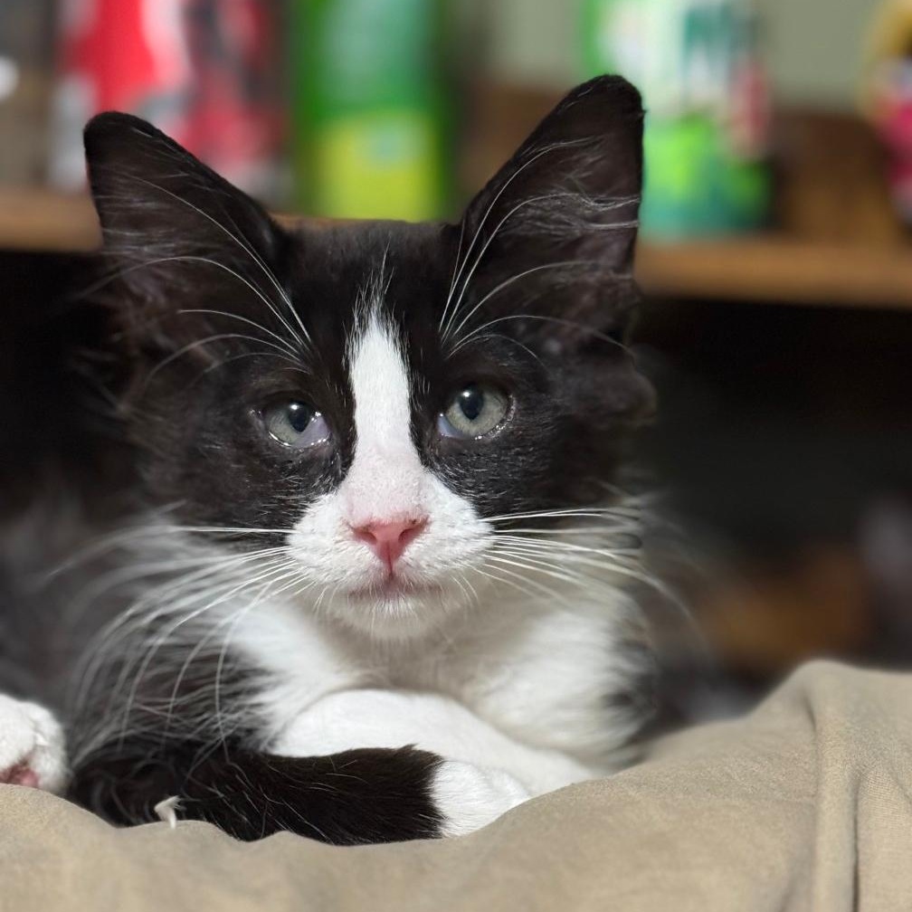 BETTY & OTTO, a Adoptable Domestic Medium Hair in Ontario, CA image 2/6