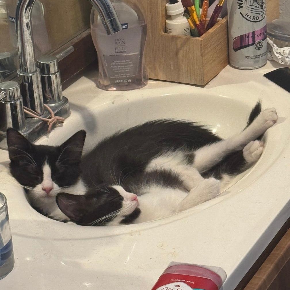 BETTY & OTTO, a Adoptable Domestic Medium Hair in Ontario, CA image 5/6