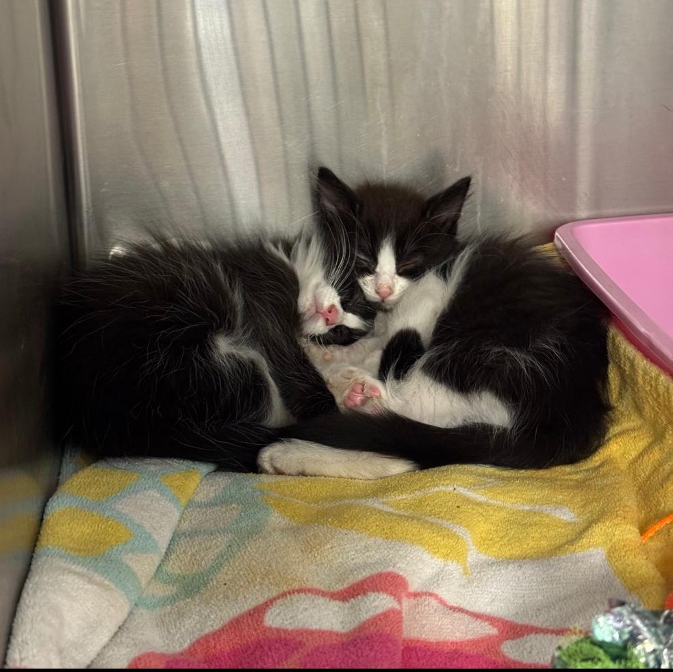 BETTY & OTTO, a Adoptable Domestic Medium Hair in Ontario, CA image 6/6