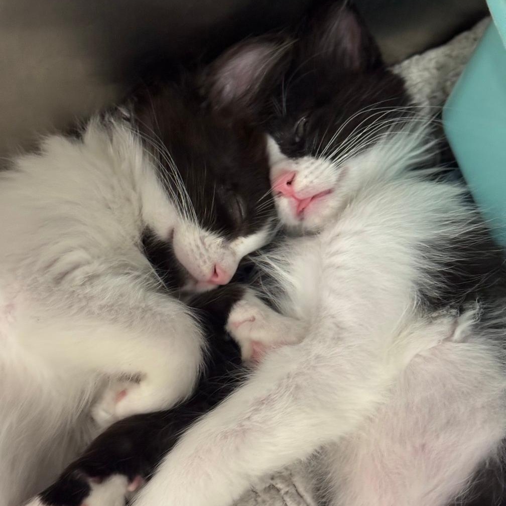 BETTY & OTTO, a Adoptable Domestic Medium Hair in Ontario, CA image 1/6