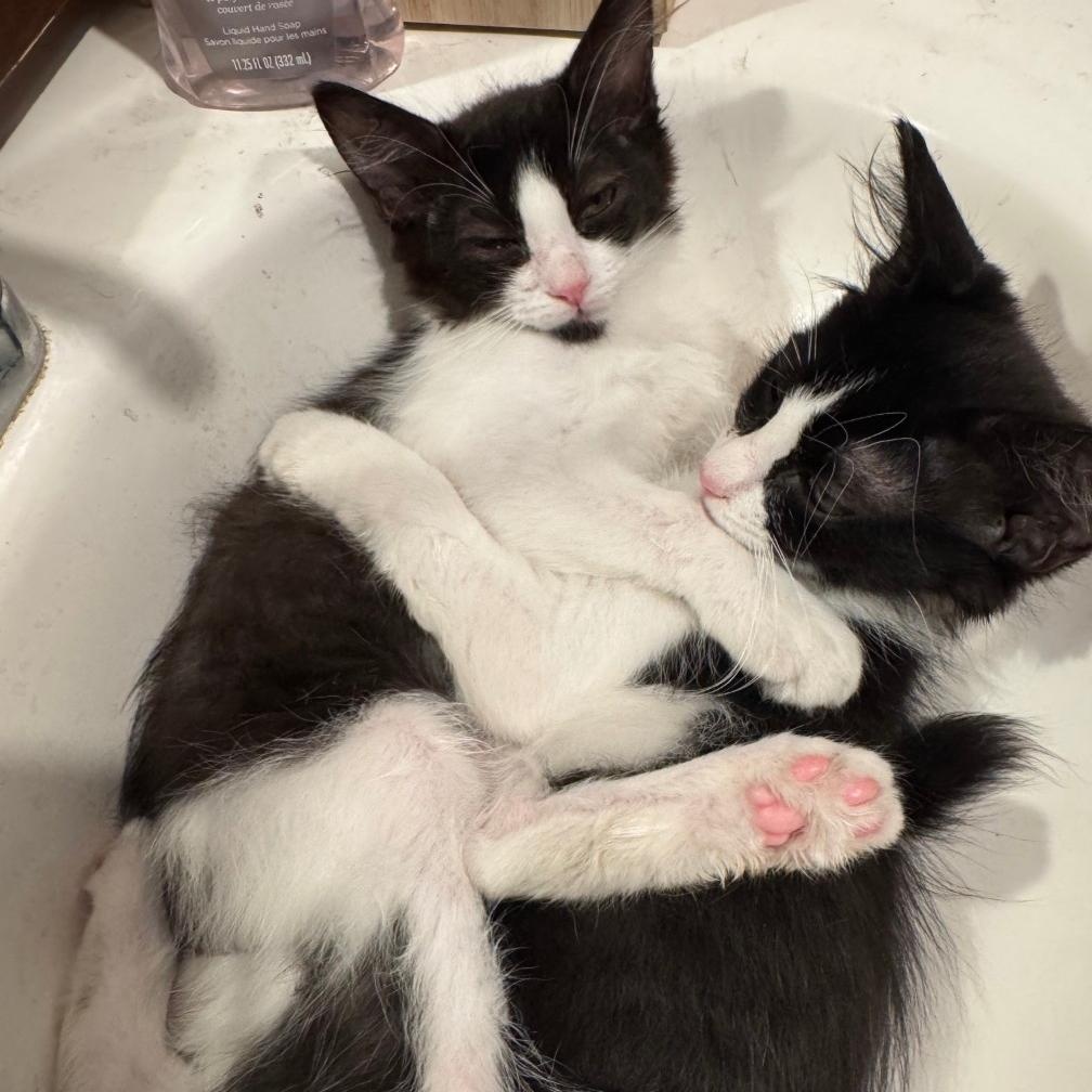 BETTY & OTTO, a Adoptable Domestic Medium Hair in Ontario, CA image 4/6