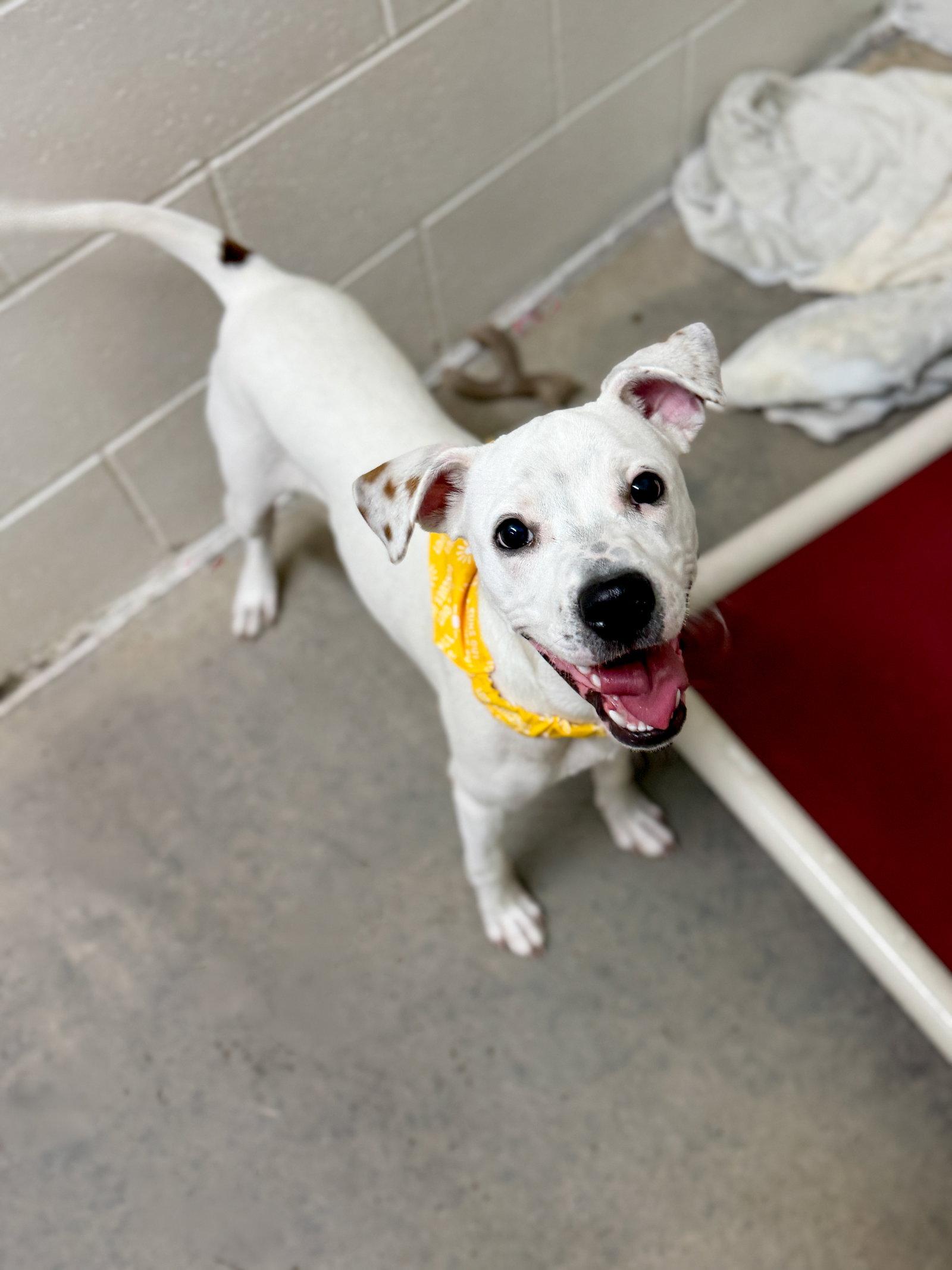 Stanley Steamer, a Adoptable Terrier in Sanford, NC image 1/2