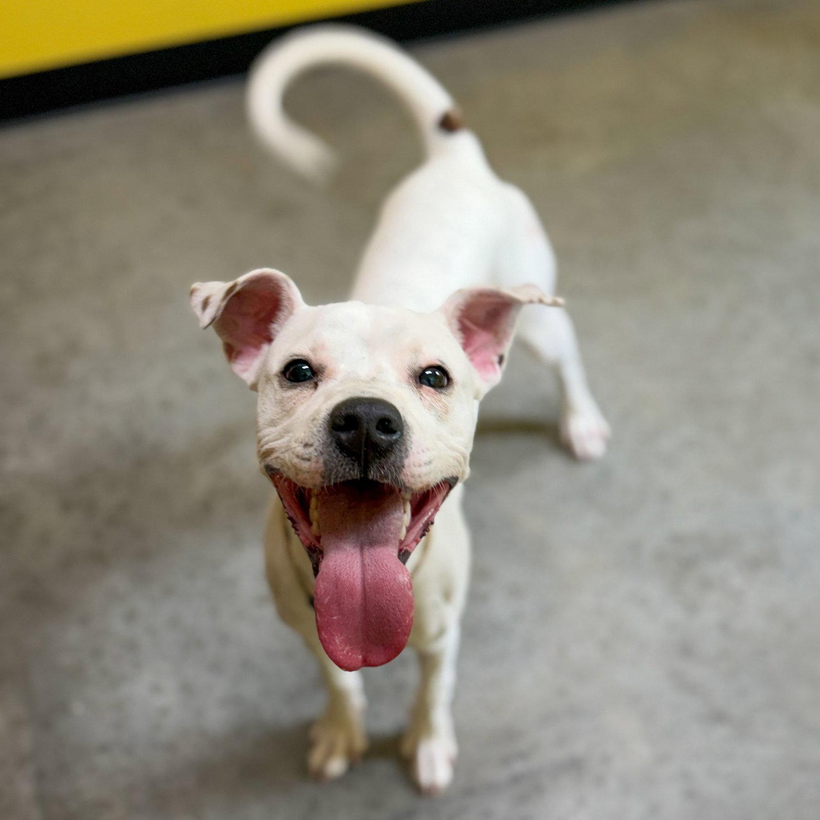 Enlarge Stanley Steamer, a Adoptable Terrier in Sanford, NC image 2/3