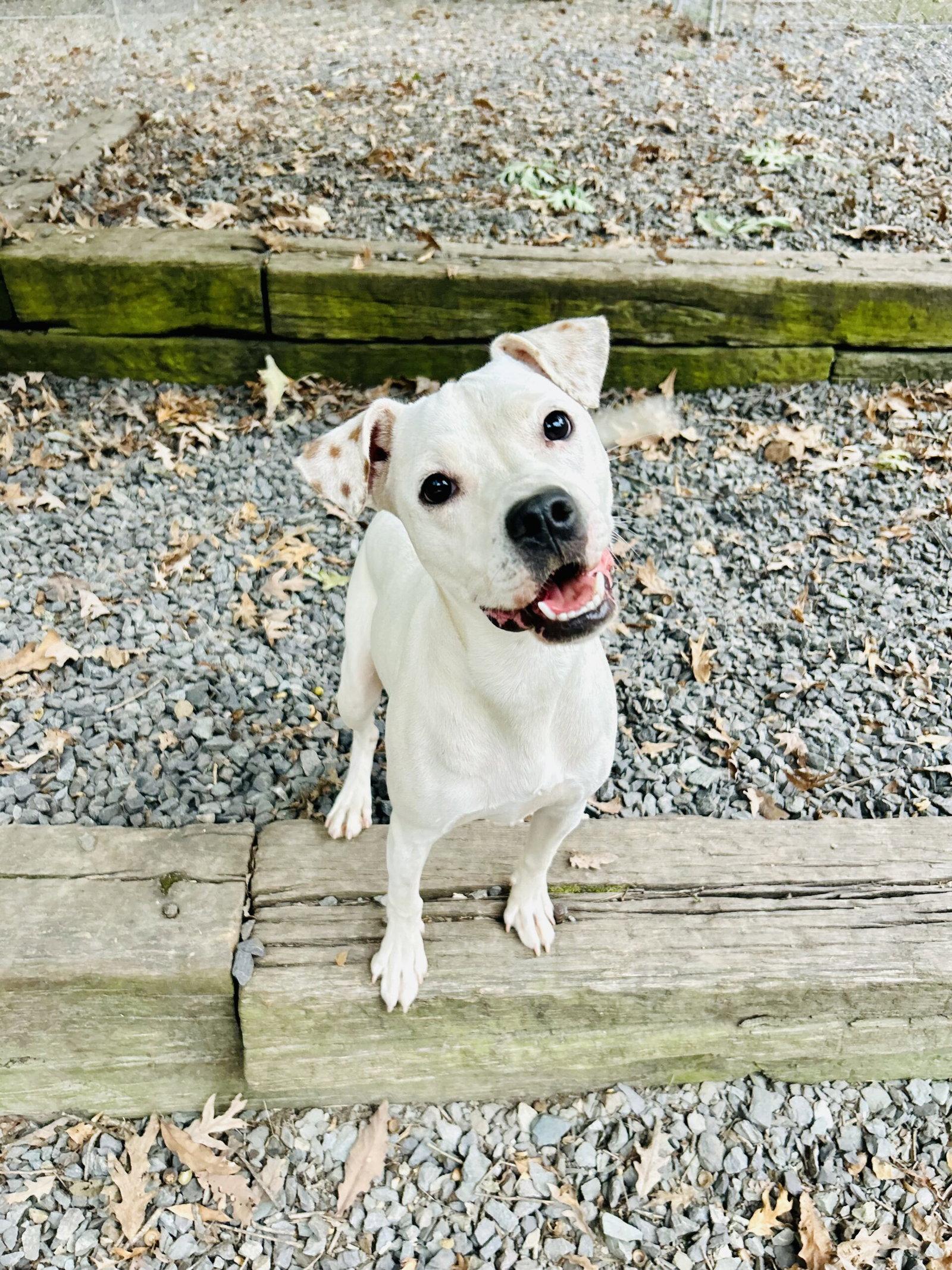 Enlarge Stanley Steamer, a Adoptable Terrier in Sanford, NC image 2/3