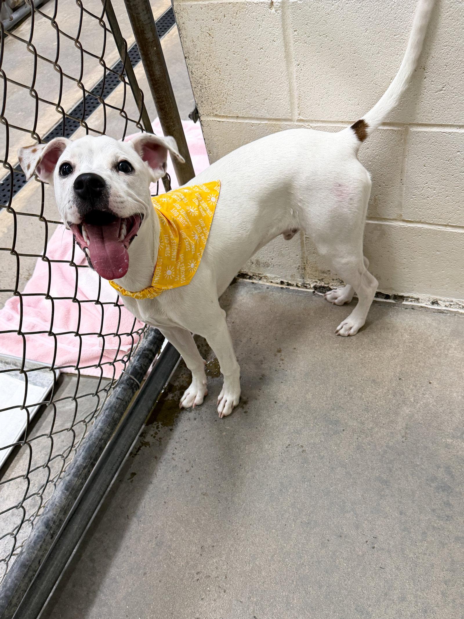 Stanley Steamer, a Adoptable Terrier in Sanford, NC image 2/2