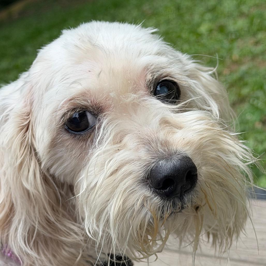 Stormy Reign, a Adoptable Mixed Breed in West Chester, PA image 1/2