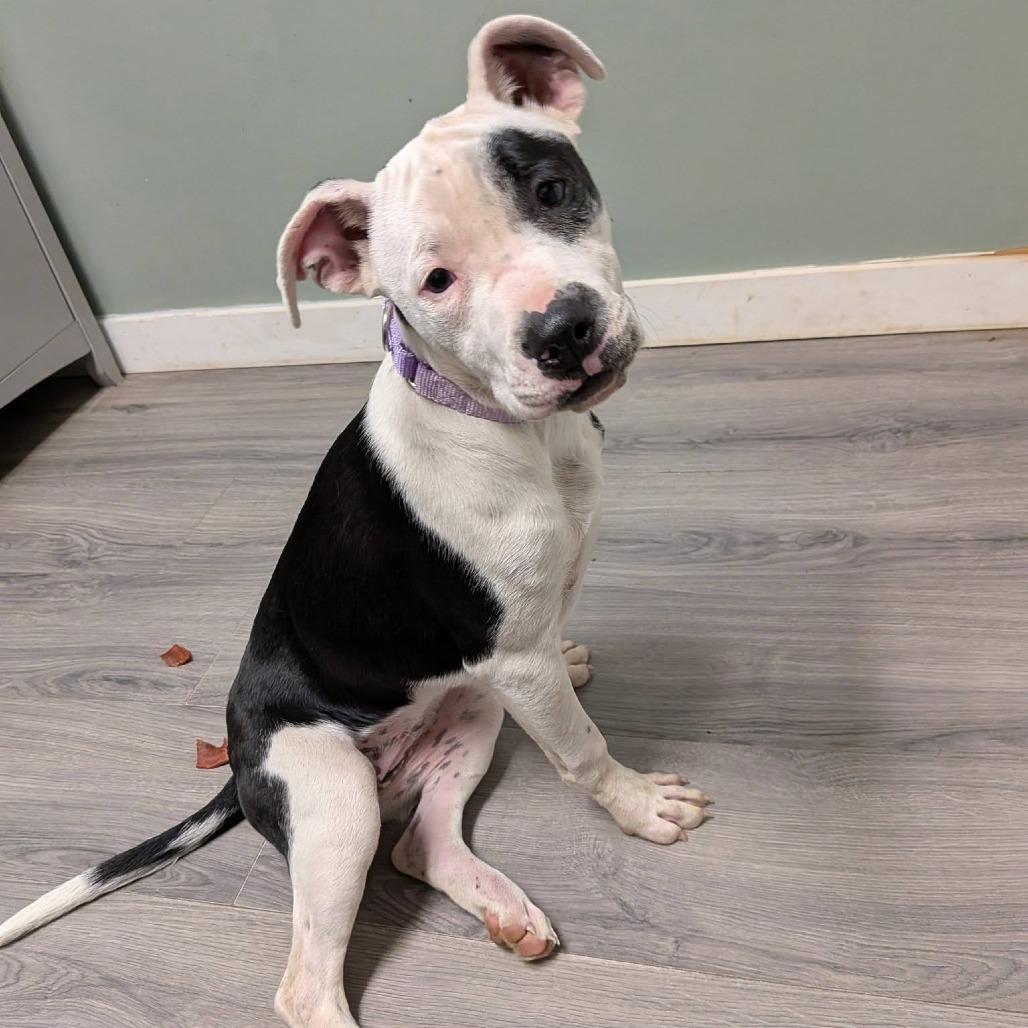Aaryn, a Adoptable Pit Bull Terrier in Greenville, PA image 4/5