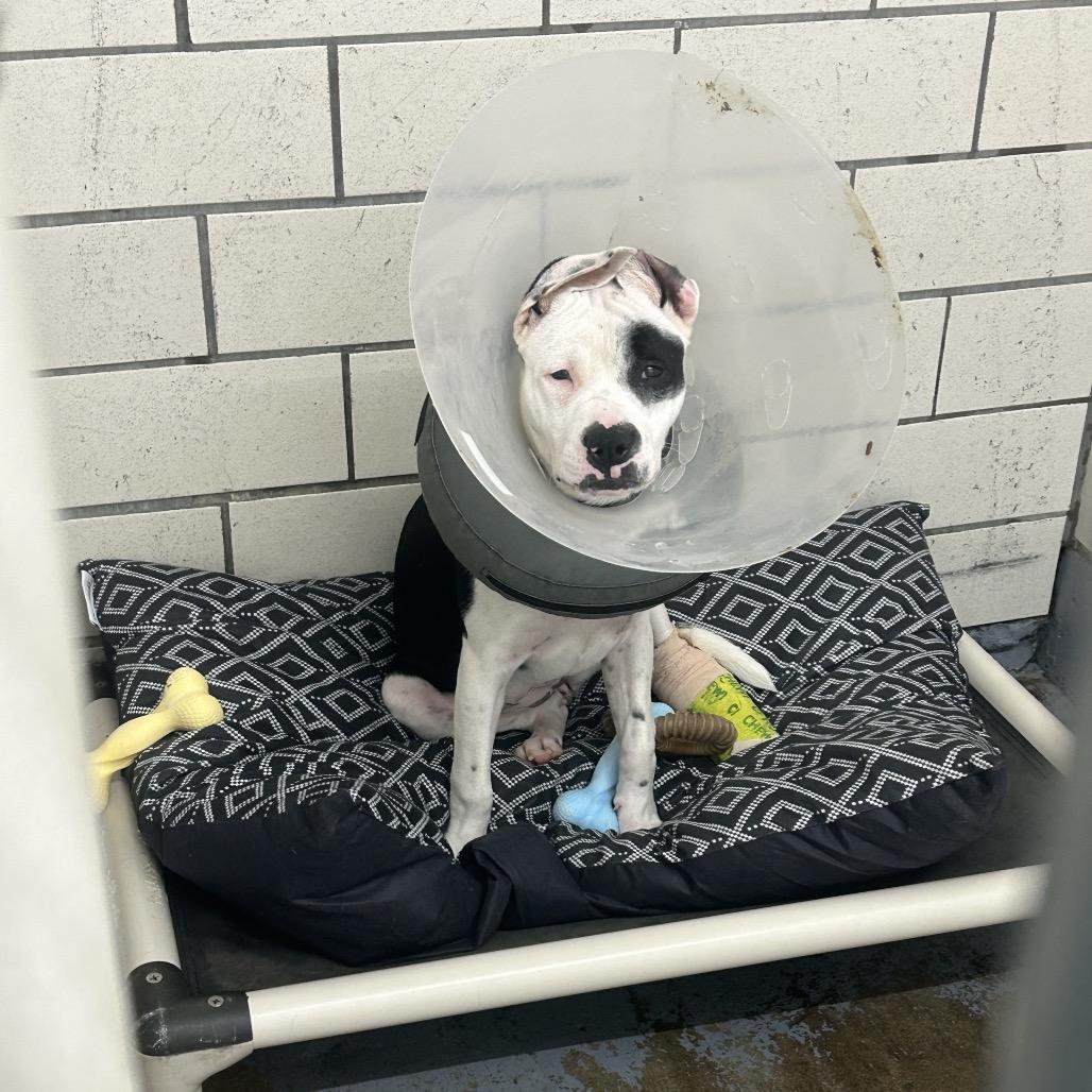 Aaryn, a Adoptable Pit Bull Terrier in Greenville, PA image 5/5