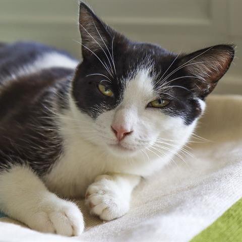 Sonny, Adoptable, Adult Male Domestic Short Hair.