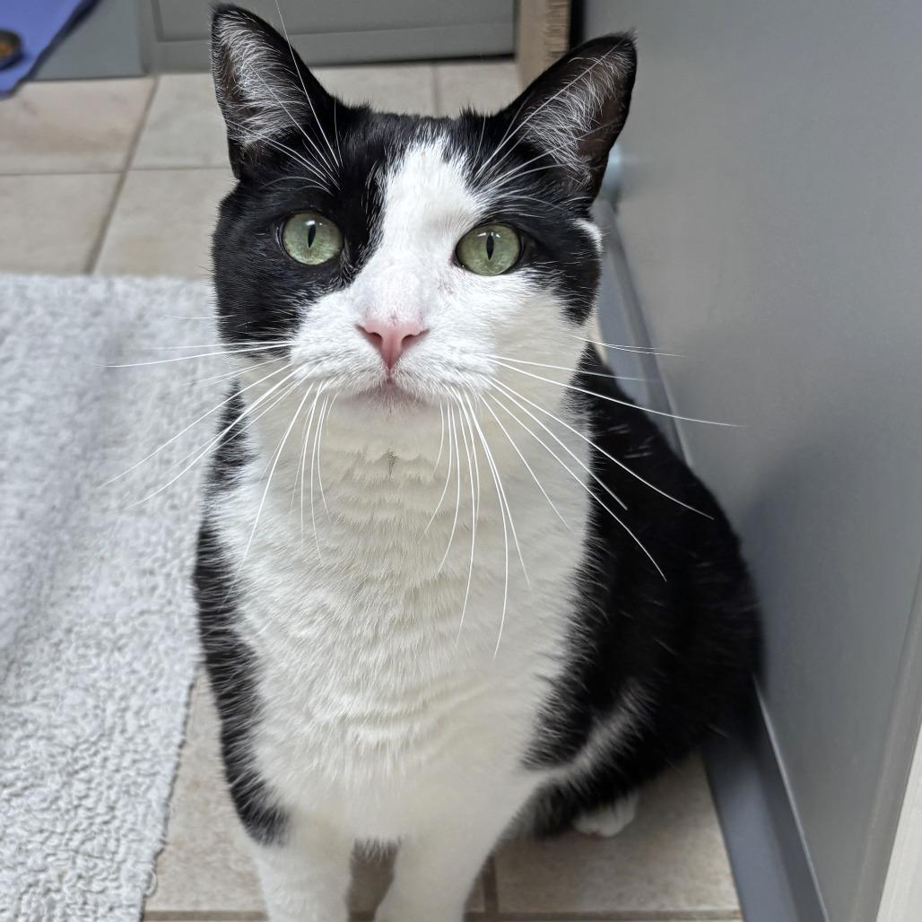 Sonny, a Adoptable Domestic Short Hair in Ojai, CA image 2/4