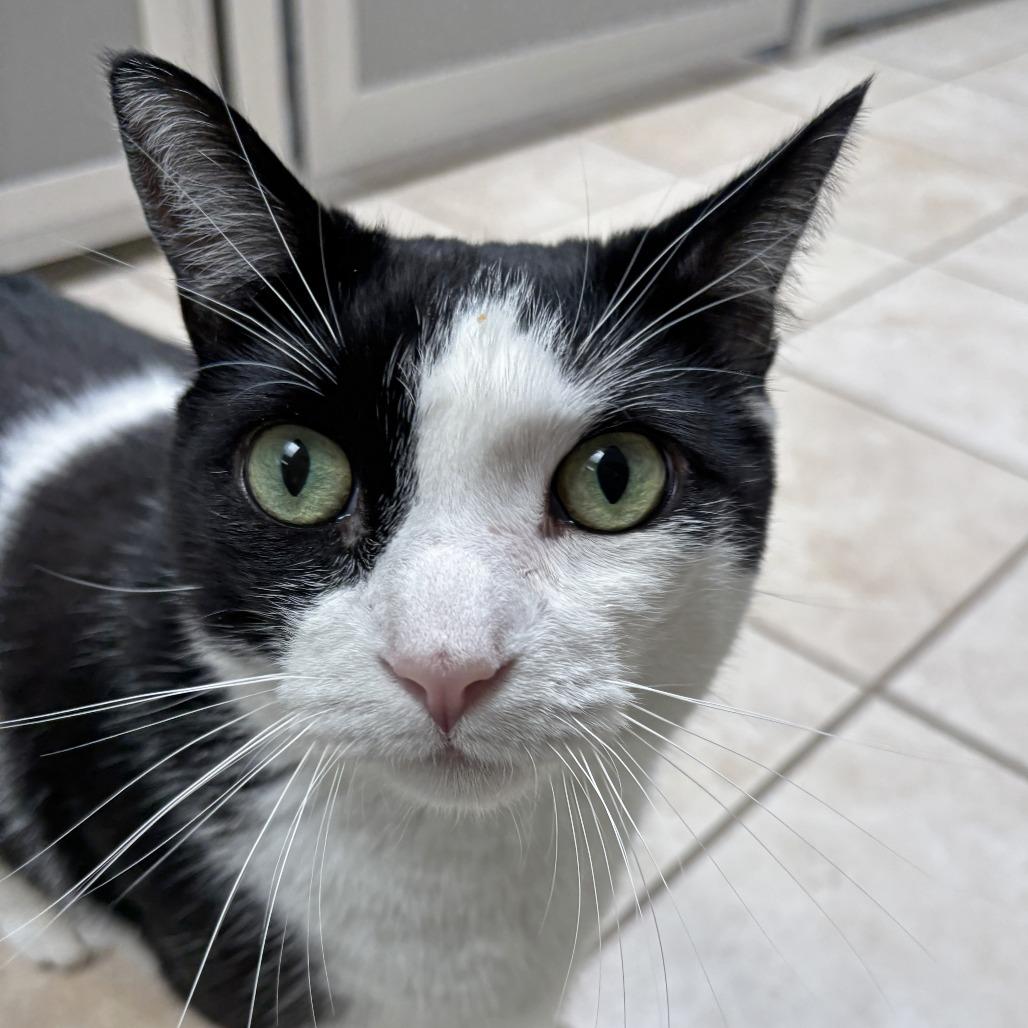 Sonny, a Adoptable Domestic Short Hair in Ojai, CA image 3/4