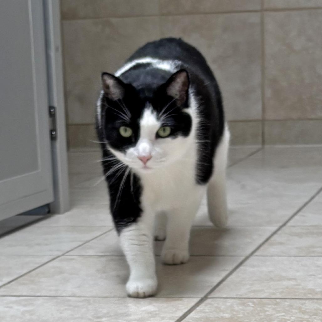 Sonny, a Adoptable Domestic Short Hair in Ojai, CA image 4/4