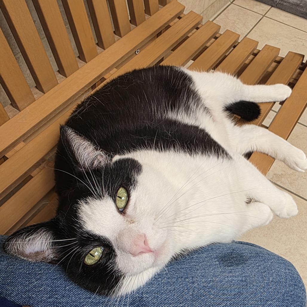 Sonny, a Adoptable Domestic Short Hair in Ojai, CA image 5/6