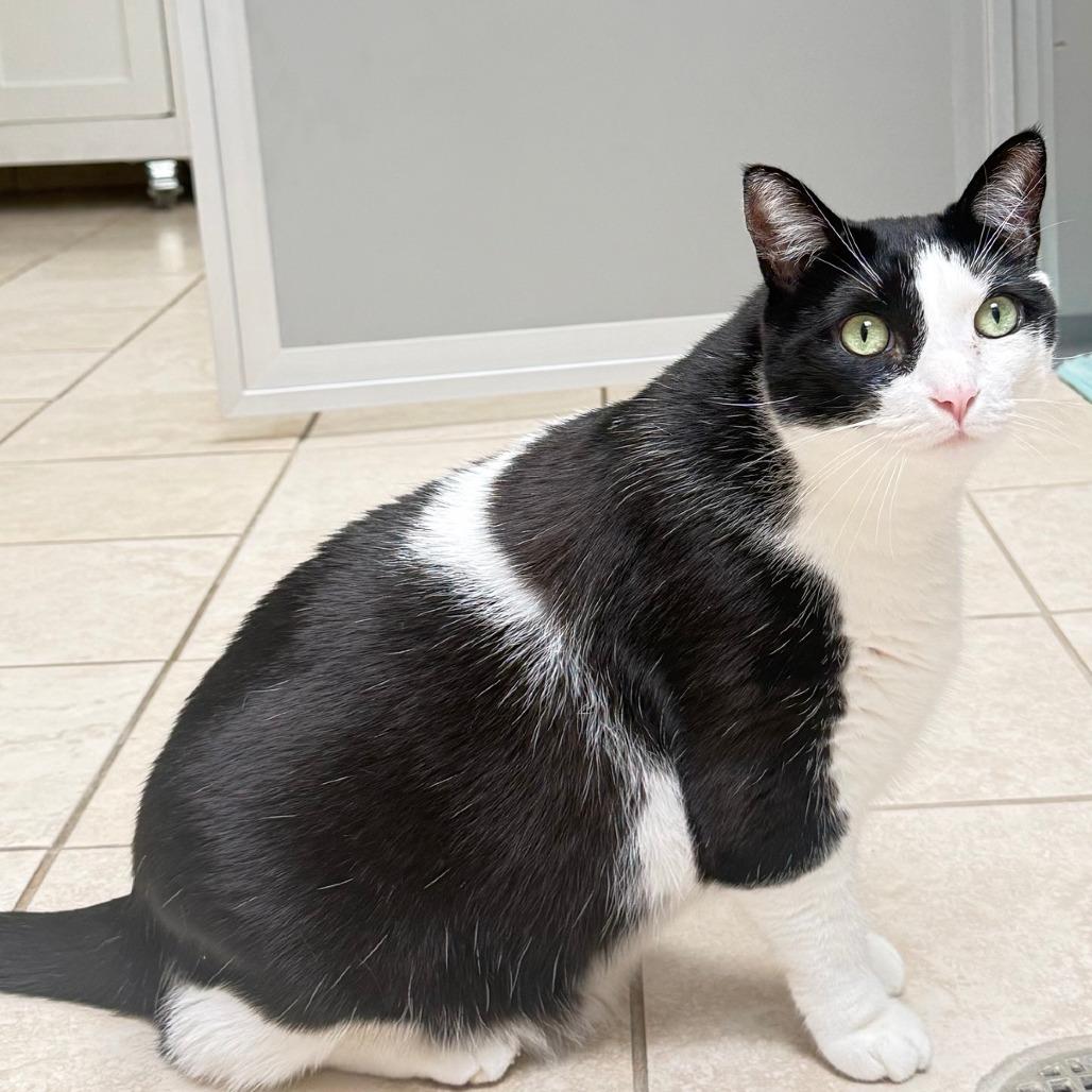 Sonny, a Adoptable Domestic Short Hair in Ojai, CA image 6/6
