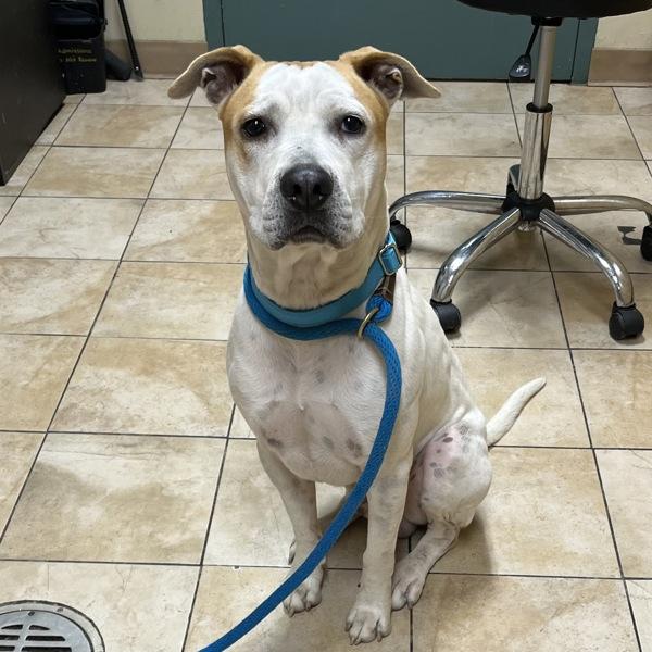 Sammich (mcas), Adoptable, Adult Male Pit Bull Terrier.