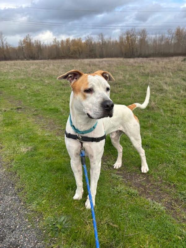 Enlarge Sammich (mcas), a Adoptable mixed breed in Troutdale, OR image 2/5