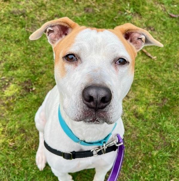 Enlarge Sammich (mcas), a Adoptable mixed breed in Troutdale, OR image 3/5