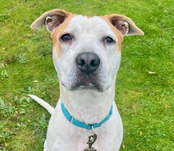 Enlarge Sammich (mcas), a Adoptable mixed breed in Troutdale, OR image 4/5