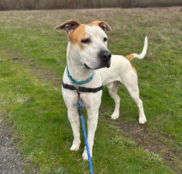 Enlarge Sammich (mcas), a Adoptable mixed breed in Troutdale, OR image 5/5