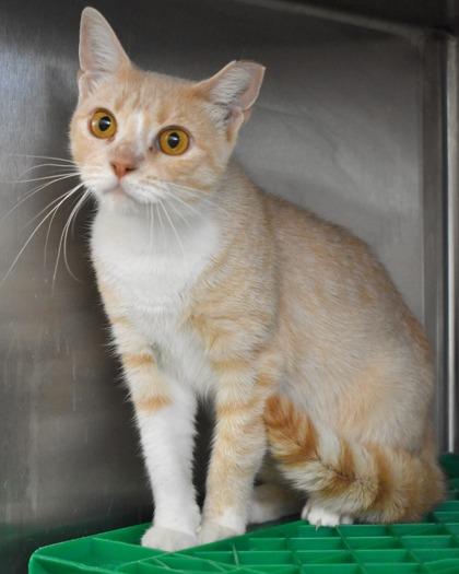 Dove, Adoptable, Adult Female Domestic Short Hair.