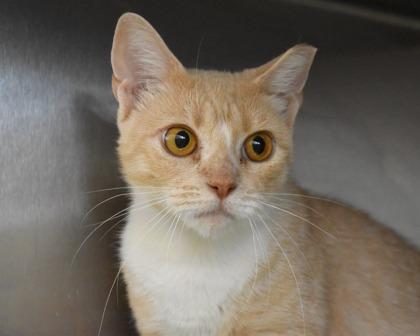 Dove, a Adoptable Domestic Short Hair in West Seneca, NY image 2/3