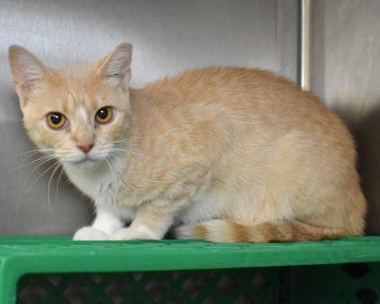 Dove, a Adoptable Domestic Short Hair in West Seneca, NY image 3/3