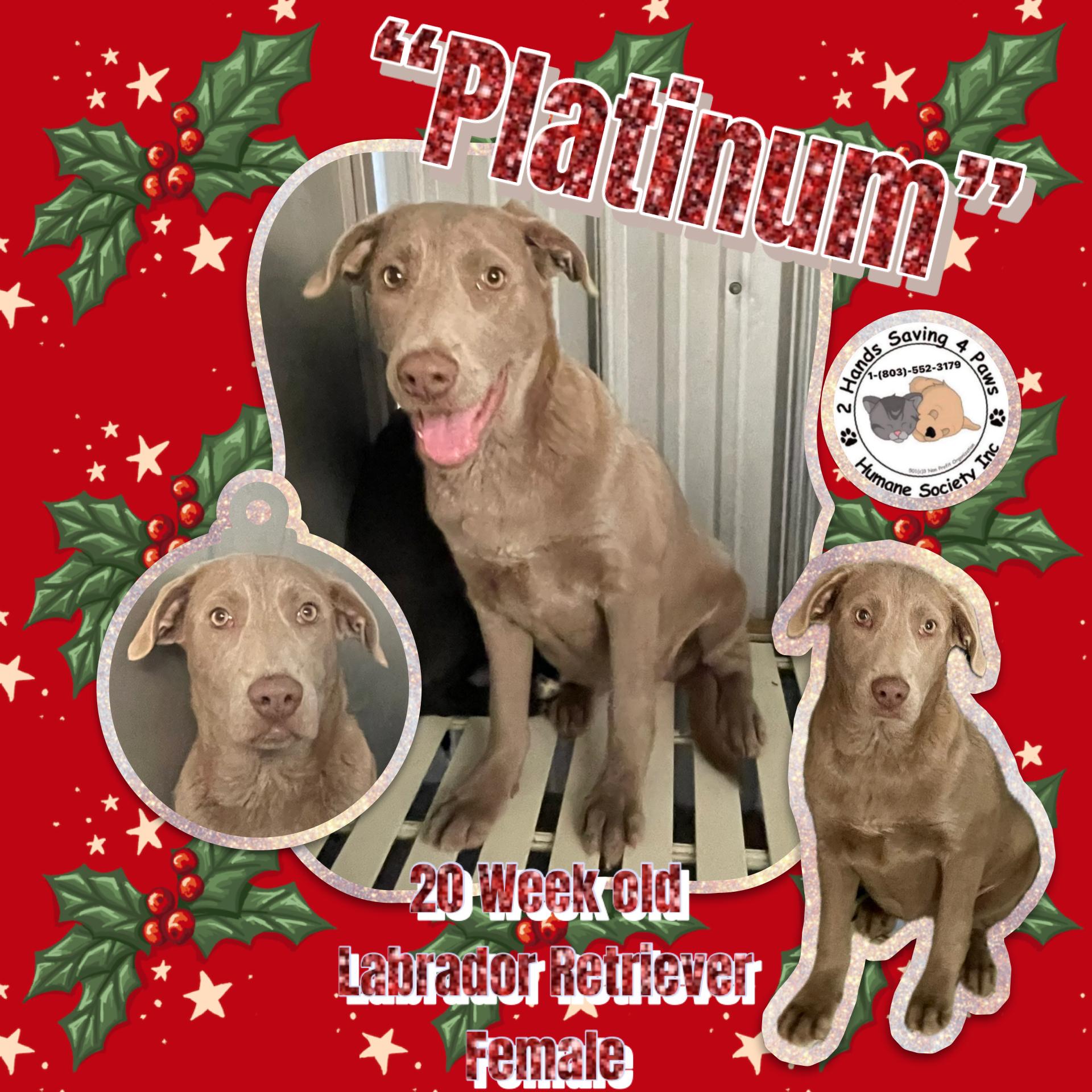 Enlarge “Platinum”, a Adoptable mixed breed in Totowa, NJ image 1/2