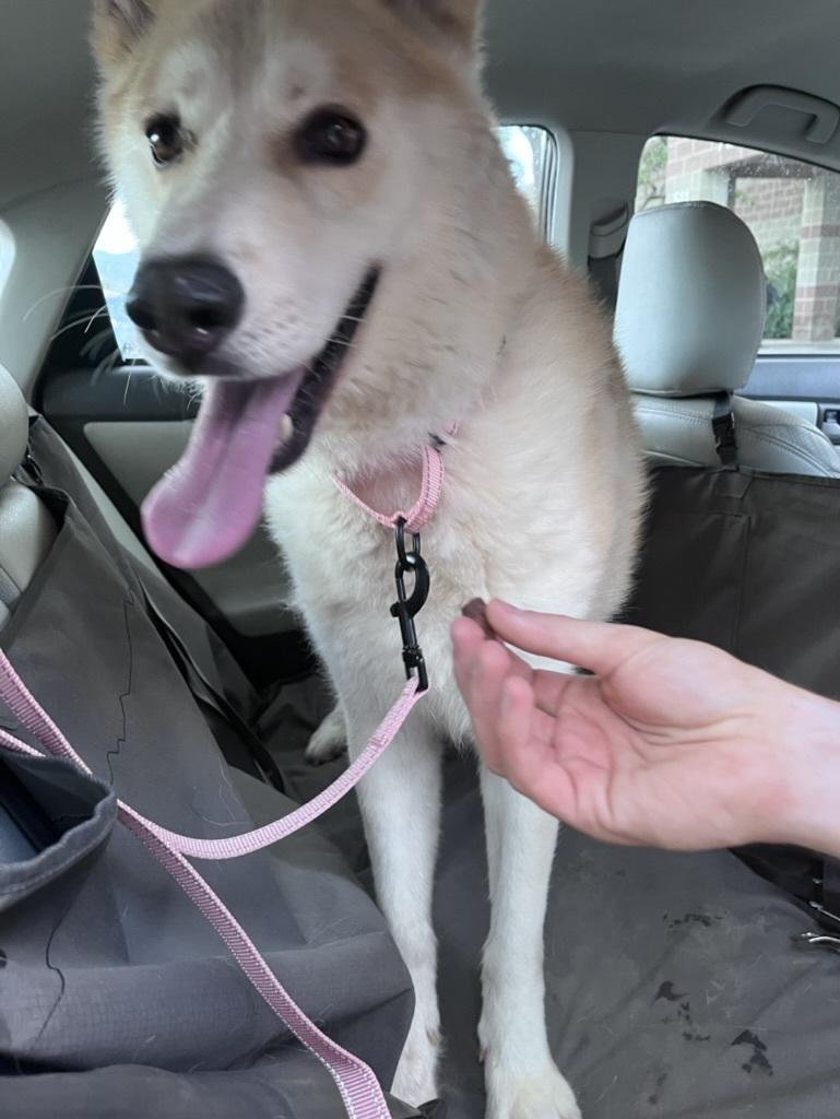 Topaz, Adopted, Senior Male Siberian Husky.