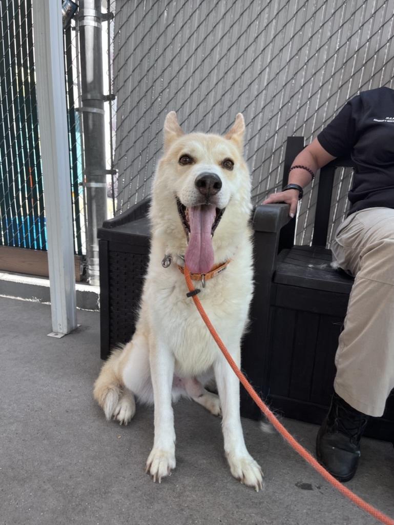 Enlarge Topaz, a Adopted mixed breed in Cottonwood Heights, UT image 4/4