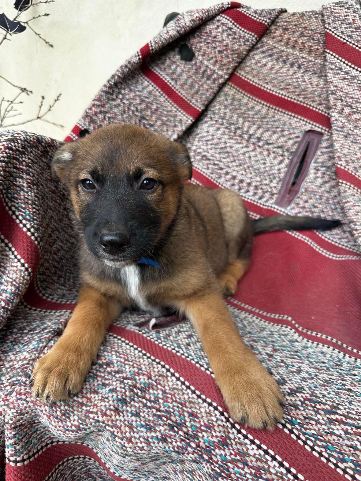 Enlarge Hawk, a ADOPTABLE mixed breed in Lockhart, TX image 1/6