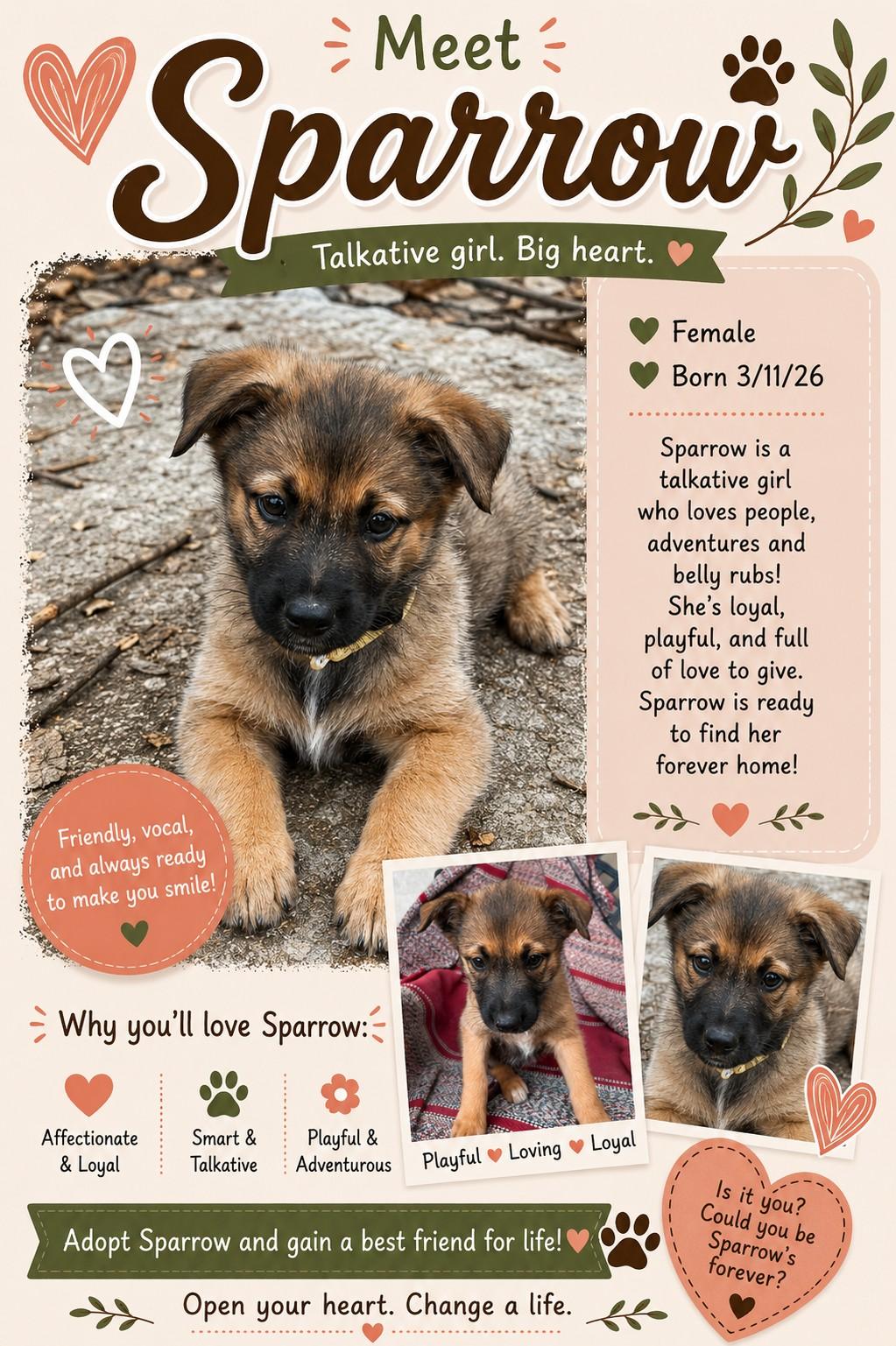 Enlarge Hawk, a ADOPTABLE mixed breed in Lockhart, TX image 2/6